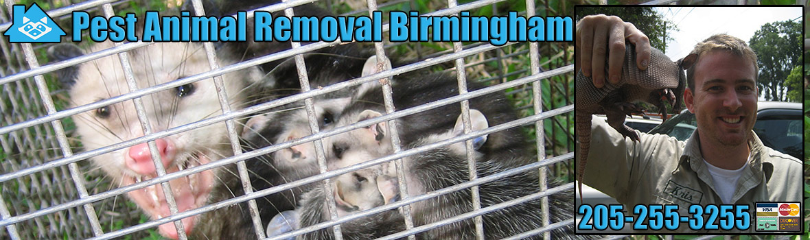 Birmingham Wildlife and Animal Removal